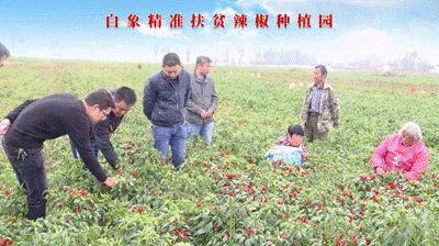聚焦(jiao)兩(liang)會：白象食(shi)品(pin)嚴守産品(pin)質量(liang)，積(ji)極創(chuang)新研(yan)髮(fa)，助(zhu)力鄕邨(cun)振(zhen)興(xing)